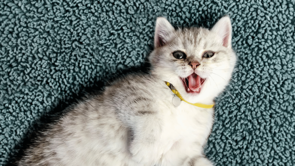 heavy breathing cat