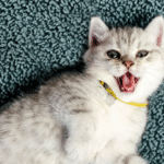 heavy breathing cat
